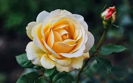 Beautiful yellow rose blooming in the garden on a summer dayの素材