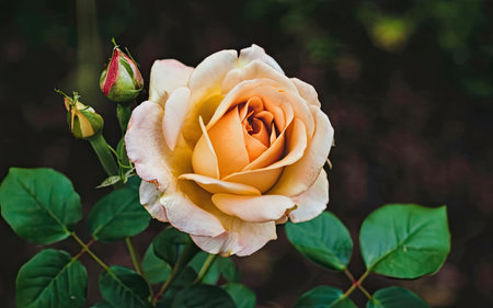 Beautiful roses in the garden, Roses are beautiful with a beautiful sunny day.の素材