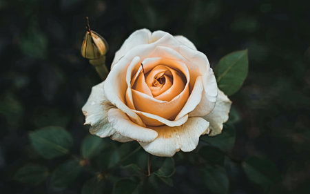 Beautiful roses in the garden, Roses are beautiful with a beautiful sunny day.の素材