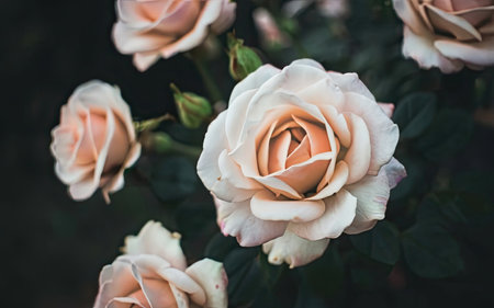 Beautiful roses in the garden, Roses are beautiful with a beautiful sunny day.の素材