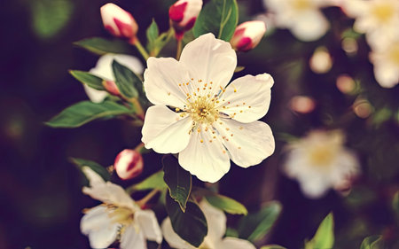 Apple blossom in spring, retro toned image with shallow depth of fieldの素材