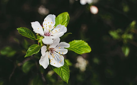Beautiful blooming branch of cherry tree with flowers on blurred backgroundの素材