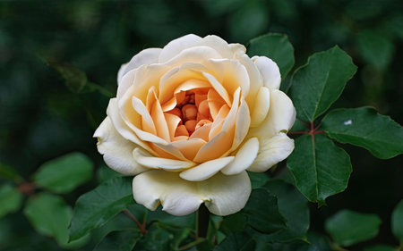 Beautiful white rose in the garden on a background of green leavesの素材