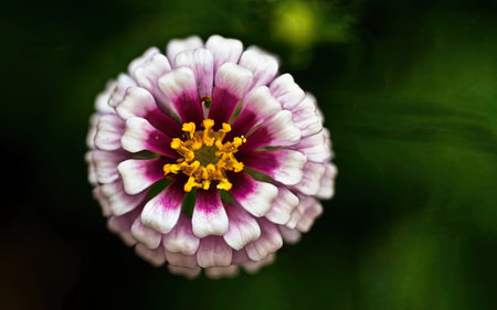 Zinnia flower in the garden. Shallow depth of field.の素材