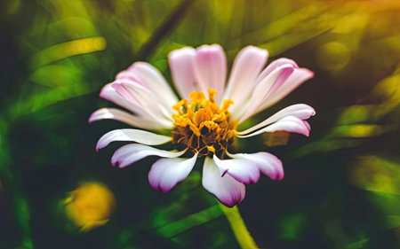 Beautiful daisy flower in the garden. Shallow depth of fieldの素材