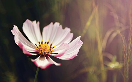Cosmos flower in the meadow. Soft focus with shallow DOF.の素材