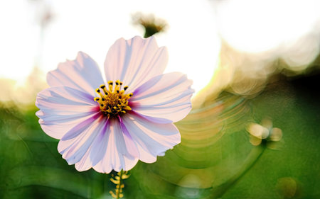 Cosmos flower in the garden with soft focus, nature background.の素材