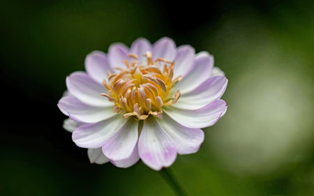 Close up of a pink and white daisy in the garden.の素材