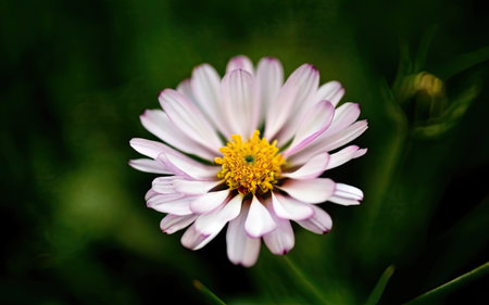 White daisy on green background. Shallow depth of field.の素材