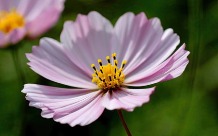 Cosmos flower in the garden. Close up. Selective focus.の素材
