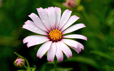 pink daisy flower with water drops on petals on green backgroundの素材