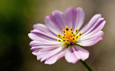 Close up of cosmos flower in the garden. (Cosmos Bipinnatus)の素材