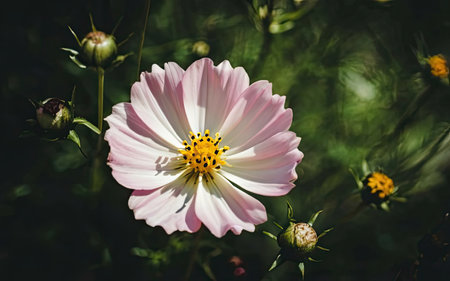Cosmos flower in the garden on a sunny day. Selective focus.の素材