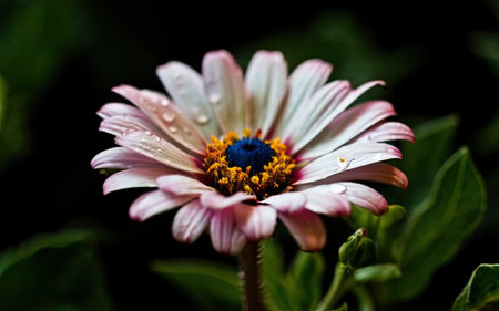 Close up of pink and white daisy flower with water dropletsの素材