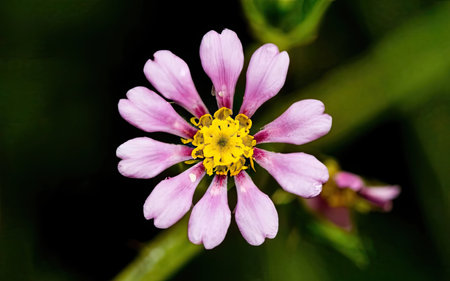purple flower with water drops on the petals and green backgroundの素材