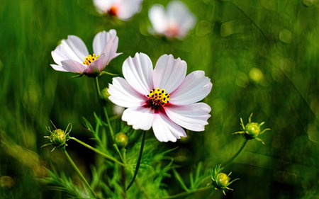 Cosmos flowers in the garden. Beautiful cosmos flowers blooming in the garden.の素材