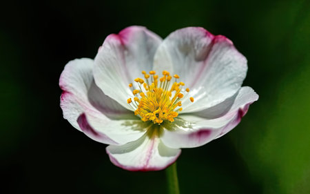 White and pink anemone flower on a dark green background.の素材