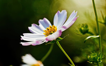Beautiful cosmos flowers blooming in garden. Selective focus.の素材