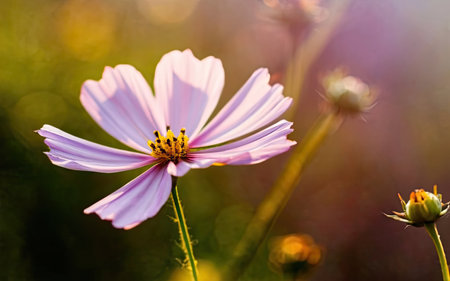 Cosmos flowers in the garden, soft focus and shallow DOF.の素材