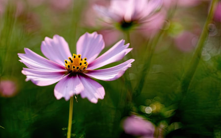 Cosmos flower in the garden with bokeh and sun lightの素材