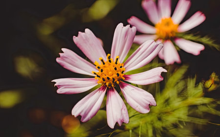 Cosmos flowers in the garden. Vintage style. Selective focus.の素材