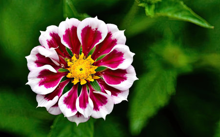 Close up of white and red dahlia flower on green backgroundの素材