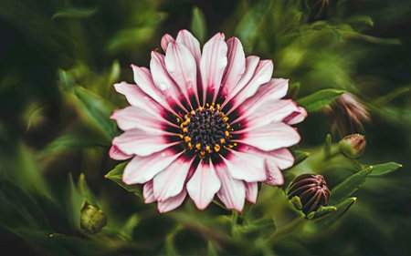 Close up of a pink and white daisy flower with water dropsの素材
