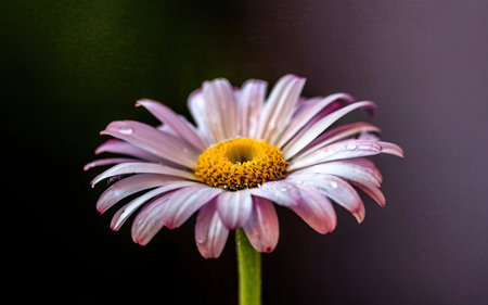 beautiful daisy flower with water drops on petals close upの素材