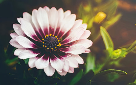 Beautiful white and pink gerbera daisy flower in the gardenの素材