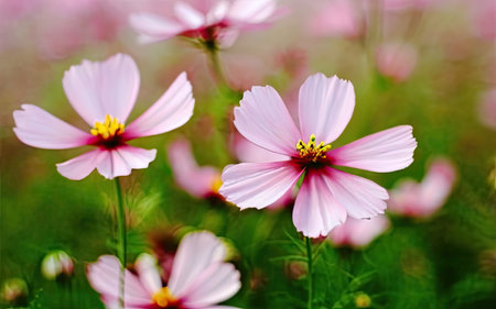 Cosmos flowers blooming in the garden. Nature background. Selective focus.の素材