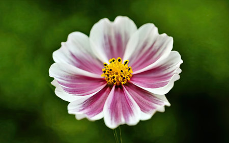 Cosmos flower in the garden, closeup of beautiful flower.の素材