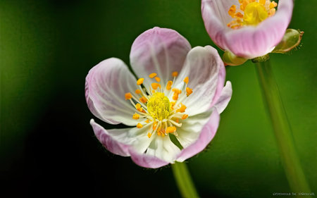 White and pink flowers of an anemone (Anemone nemorosa)の素材