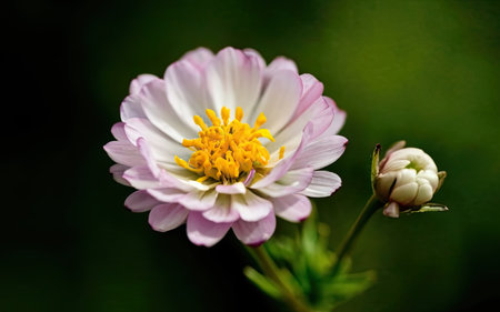 Close up of a white and pink zinnia flower in the gardenの素材
