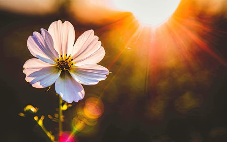 Beautiful white cosmos flower on the field with sunlight and bokeh backgroundの素材