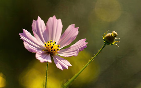Cosmos flowers blooming in the garden on a sunny day.の素材
