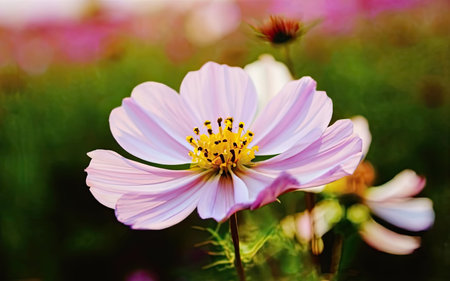 Cosmos flower in the garden. (Cosmos Bipinnatus)の素材
