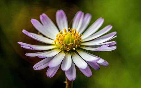 Close up of a white and purple daisy flower in the gardenの素材