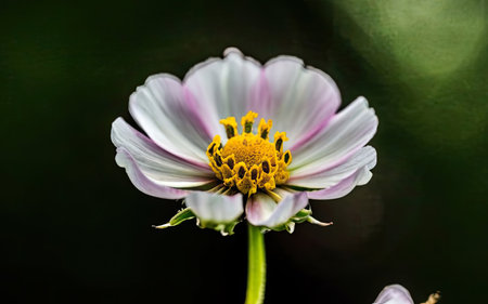 Beautiful cosmos flower in the garden. Macro. Selective focus.の素材