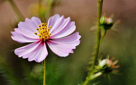 Cosmos flower in the garden. Selective focus with shallow depth of field.の素材
