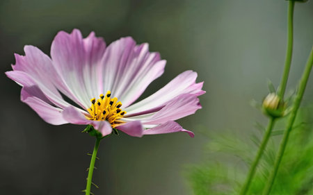 Cosmos flowers blooming in the garden, selective focus, shallow DOF.の素材