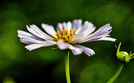 Cosmos flower in the garden. (Cosmos Bipinnatus)の素材