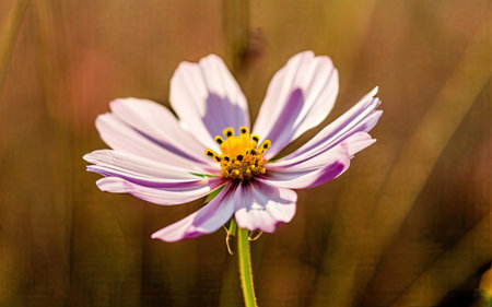 Cosmos flowers in the meadow. Selective focus and shallow depth of field.の素材