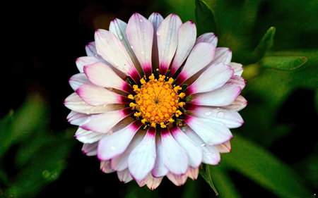 Close up of a white and purple zinnia flower in the gardenの素材