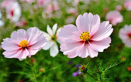Cosmos flowers in the garden. Cosmos flower blooming in the garden.の素材
