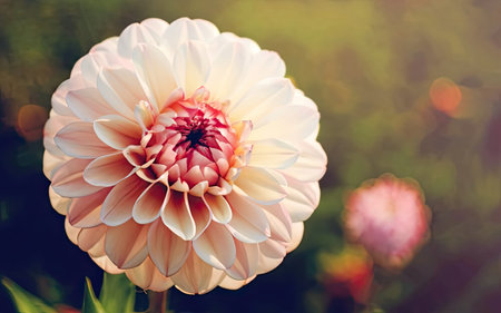 Colorful dahlia flower in the garden with retro filter effectの素材