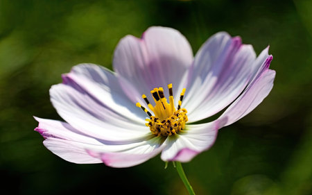 Beautiful cosmos flower in the garden. Close up. Selective focus.の素材