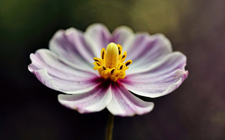 Beautiful cosmos flower in the garden. Selective focus and shallow depth of field.の素材