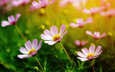 Cosmos flowers blooming in the garden. Natural floral background.の素材