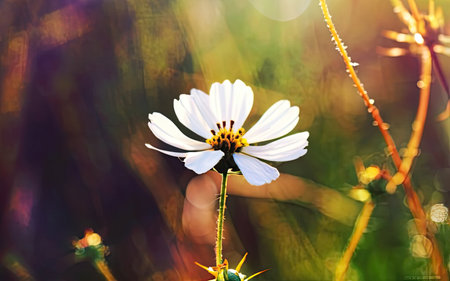 Beautiful white cosmos flower in the field with sunlight. Nature backgroundの素材