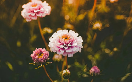 Beautiful dahlia flower in the garden. Vintage tone.の素材